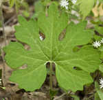 Bloodroot